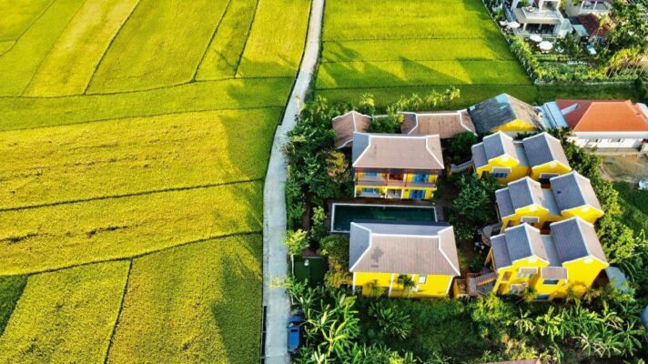 Hoi An fields in the ripe rice season